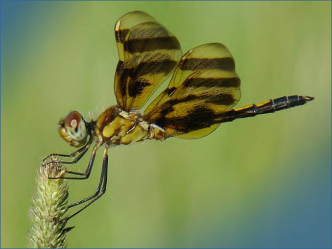 Dragonfly photographed by Genevieve Howard